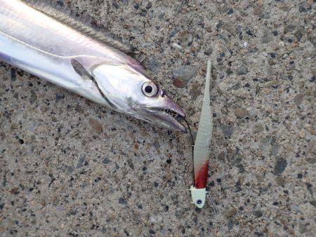 ZZ-STAP&ワインド&FLAP釣法でタチウオゲット!